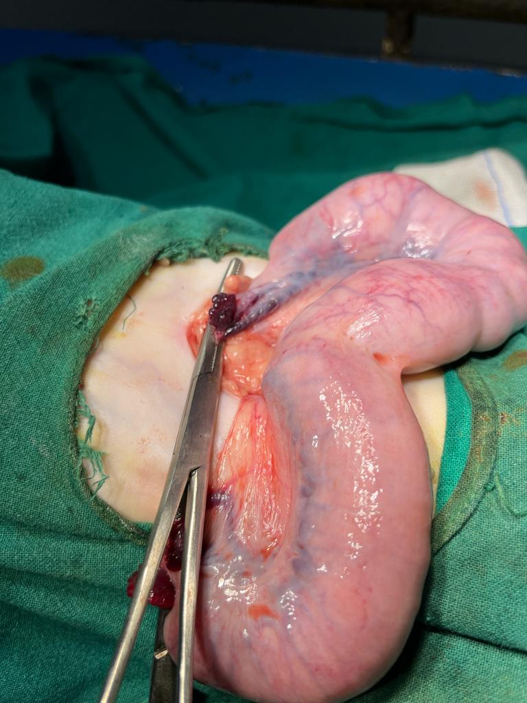 ovariohysterectomy