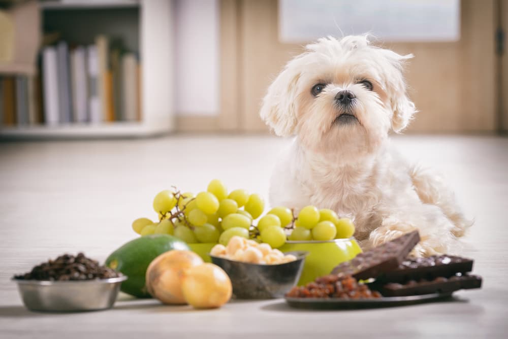 Home remedies for food poisoning in dogs: for emergency situation