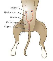 Spaying benefit in Dogs/Cats